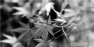 秋风萧瑟,枫叶凋落花果熟落,分离之季满是思愁,不愿清醒抱着期