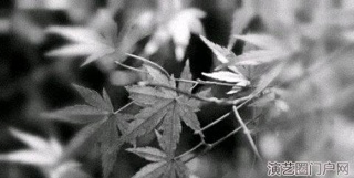 秋风萧瑟,枫叶凋落花果熟落,分离之季满是思愁,不愿清醒抱着期