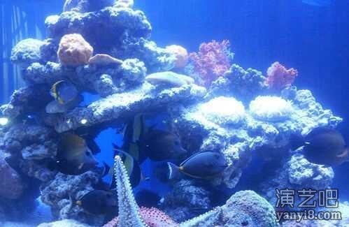 海洋生物展览报价专业提供生态鱼缸展海狮表演互动租赁