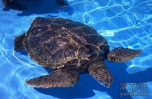 海洋生物展览报价专业提供生态鱼缸展海狮表演互动租赁