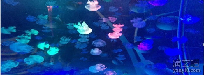 2017暖场主题海洋生物展览报价海洋展整套方案提供