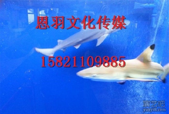 专业海洋展出租 海洋生物出租