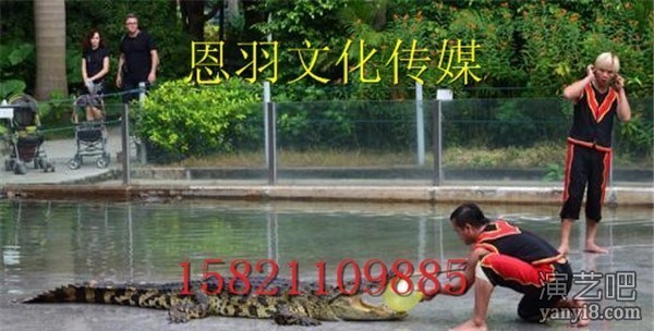 国内鳄鱼演出价格 鳄鱼表演出租 鳄鱼表演活动方案