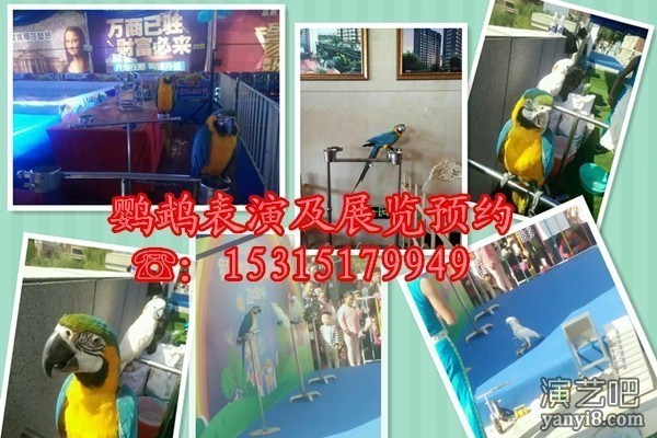 出租海狮表演互动首选 展示活体企鹅租赁