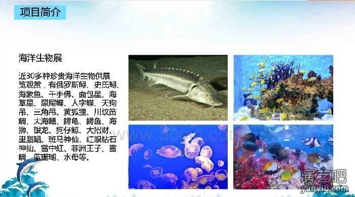 海洋生物展资源各种观赏生物展览海洋展租赁