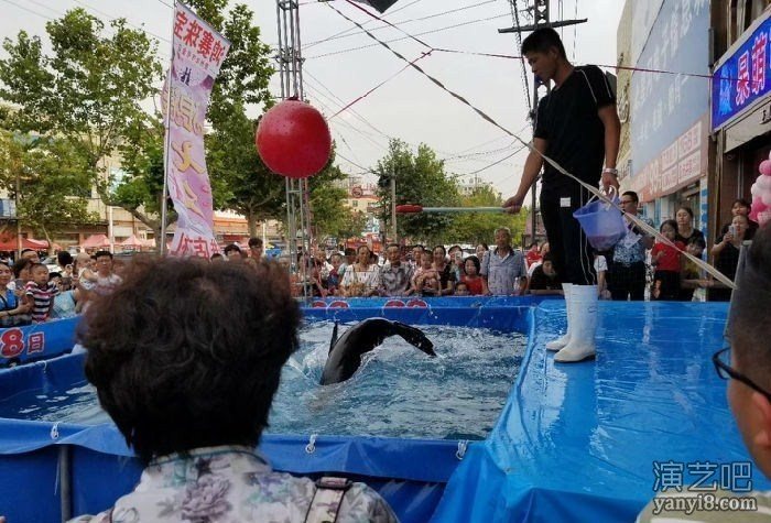 湖北省各地方出租海狮 海洋动物鱼缸展怎么出租