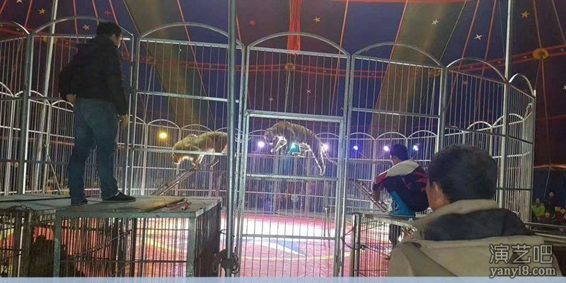 济宁市海狮表演出租 动物展羊驼梅花鹿出租的