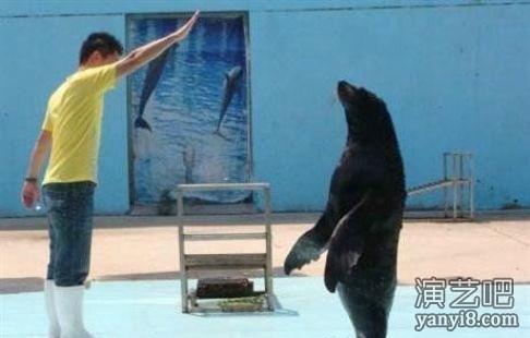 企鹅出租海狮表演海洋生物海洋馆出租