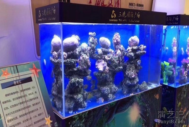 江苏哪出租海狮表演 海洋生物鱼缸水母展租赁布展