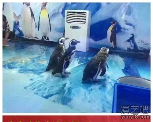 山东哪家租赁企鹅展览海洋生物展的公司比较正规