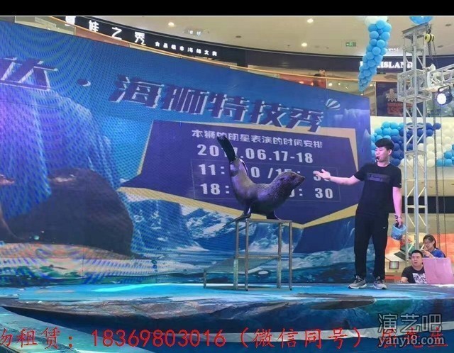 哪有出租海豹的海狮出租海狮海豹怎么出租