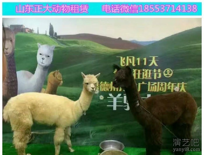 正大羊驼繁育出售展览 羊驼暖场出租 羊驼表演服务孔雀