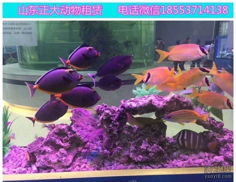 威海羊驼租赁价格羊驼展览出租羊驼暖场活动海洋展出租