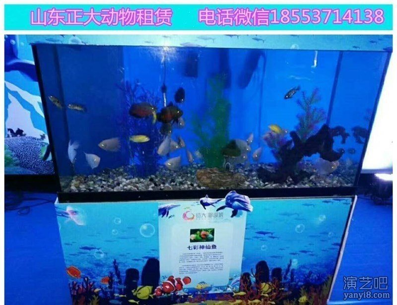 威海羊驼租赁价格羊驼展览出租羊驼暖场活动海洋展出租