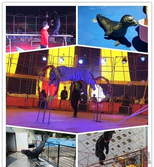 宣威市小马戏团表演暖场活动 海狮暖场表演