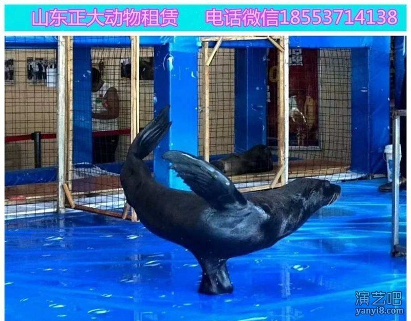 石家庄海洋动物表演展览 海狮企鹅展览 鱼缸展鲨鱼水母
