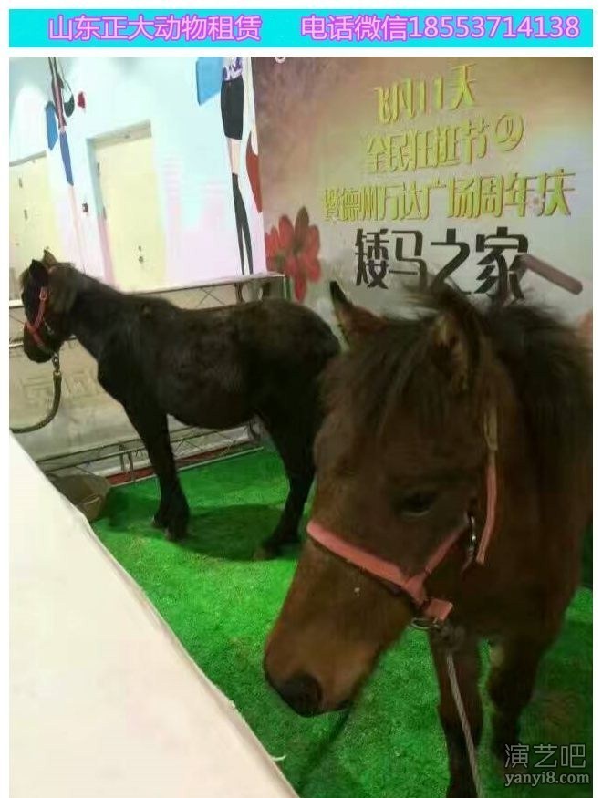 郑州小动物展览 鲨鱼海洋展览表演价格 海狮互动价格