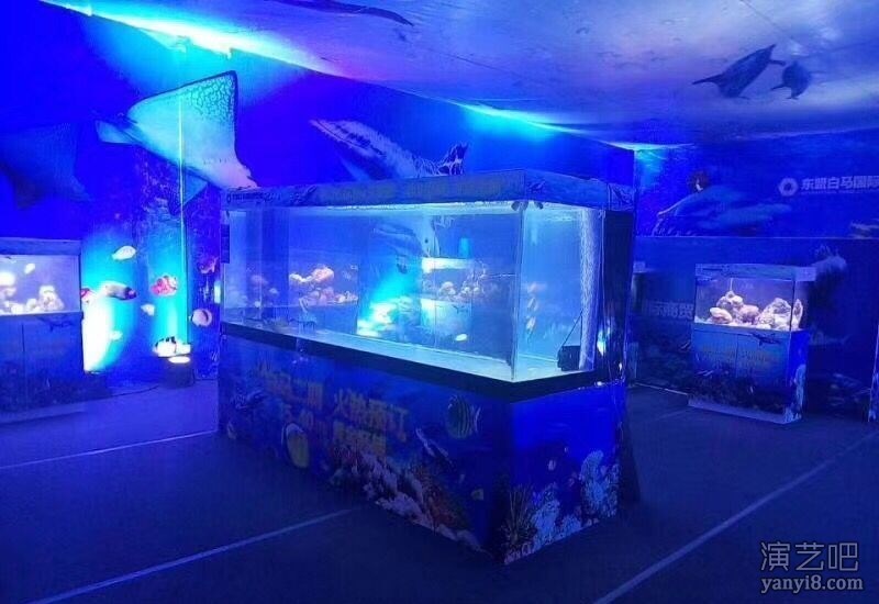 附近美人鱼节目表演展示海洋展海狮互动杂技表演出租