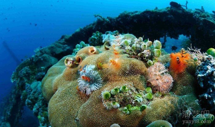 高端海洋展观赏鱼缸展示出租海洋生物展海狮互动租赁