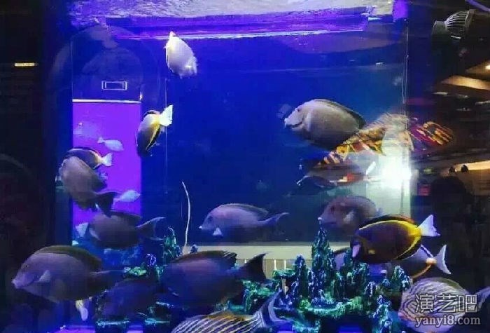 高端海洋展观赏鱼缸展示出租海洋生物展海狮互动租赁
