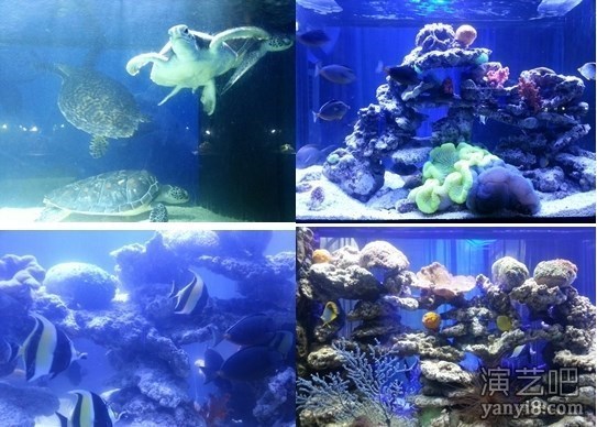 海洋生物科普展海洋生物出租专业海洋展水族箱租赁