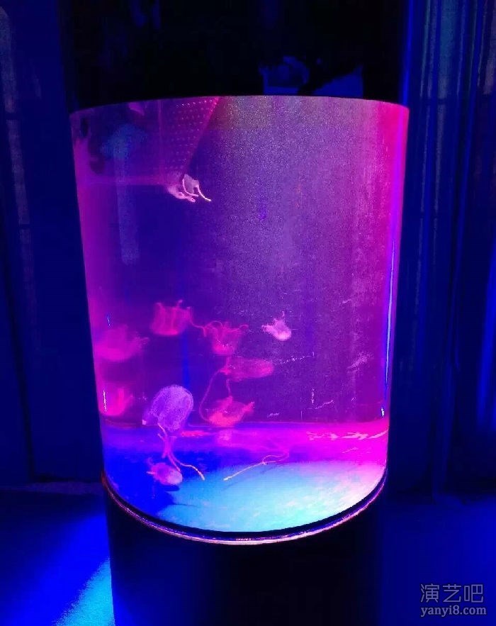 企鹅出租海洋生物海洋展工厂出租租赁