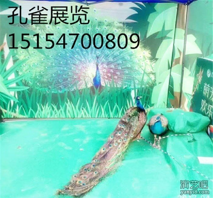 海狮表演出租 鱼缸展览 企鹅租赁 各种海洋生物展览