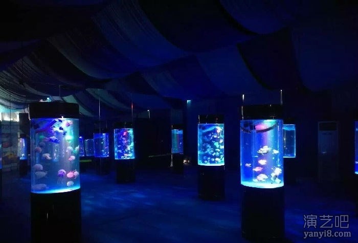 海狮表演租赁公司观赏海洋生物主题展览海洋展出租