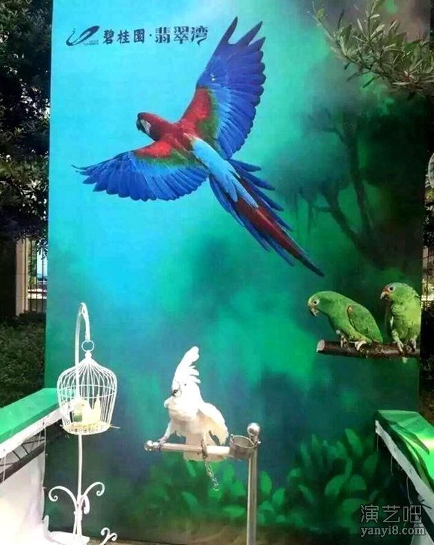 鹦鹉表演 孔雀展览 各种鸟类展览出租