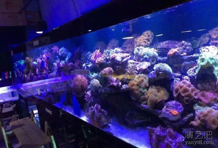 海洋鱼类展览出租海狮表演出租价格梦幻海洋生物展出售