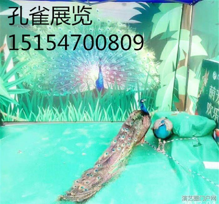 海狮表演出租 鱼缸展览 企鹅租赁 各种海洋生物展览