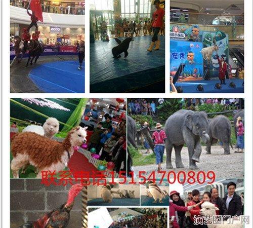 安徽桐城萌宠活动动物展览租赁动物表演出租