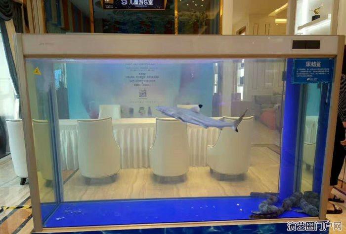海狮表演出租 鱼缸展览 企鹅租赁 各种海洋生物展览