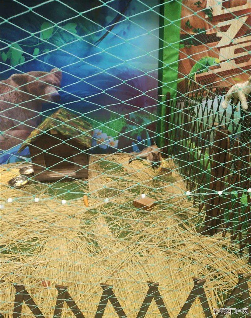 滁州动物展览袋鼠出租萌宠租赁