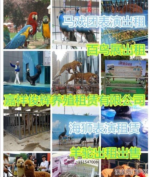 安徽桐城萌宠活动动物展览租赁动物表演出租