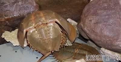 海洋展出租海洋生物展出租租赁海洋鱼缸展出租出售