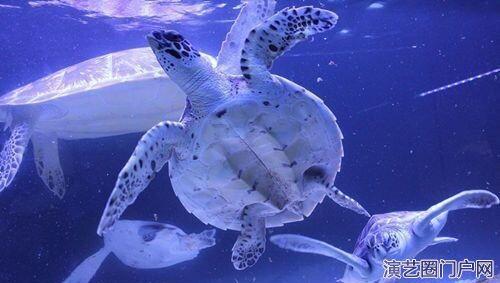 大型海洋生物出租网红海洋展主题活动租赁报价表