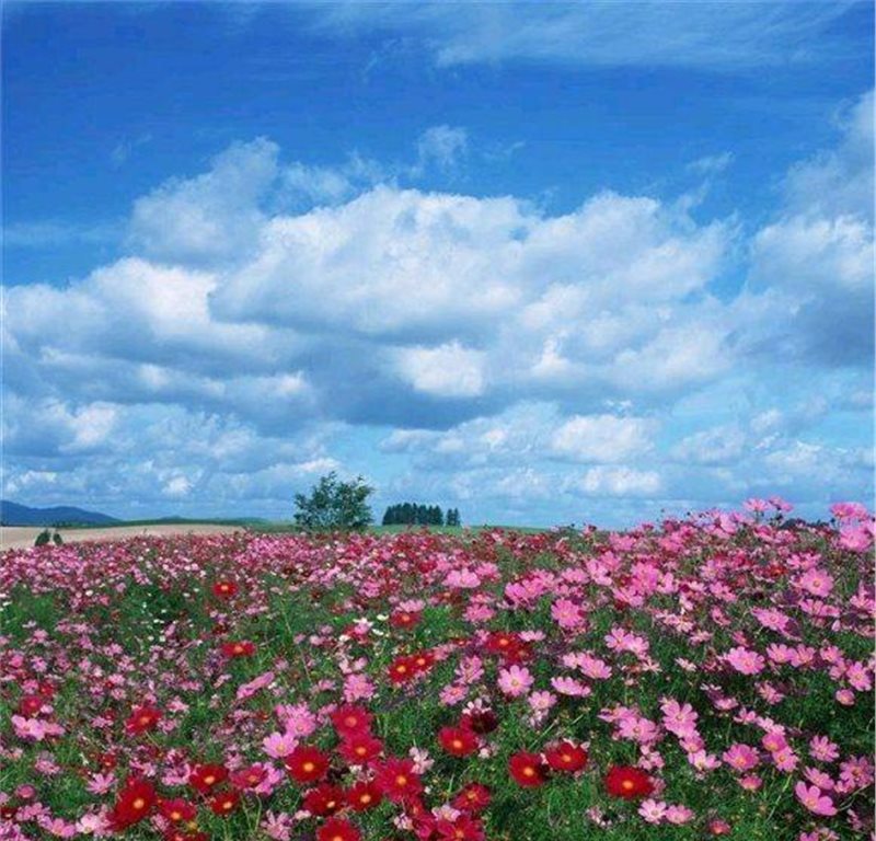 酒陈重温 着黄花，不说 新愁道旧词。