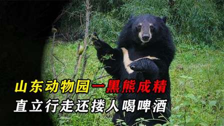 山东动物园有一个人型熊，直立行走看同类演出，还和游客勾肩搭背